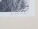 IB04384 lithograph by Agricol Bénard, detail of the print in a gilded frame under glass.